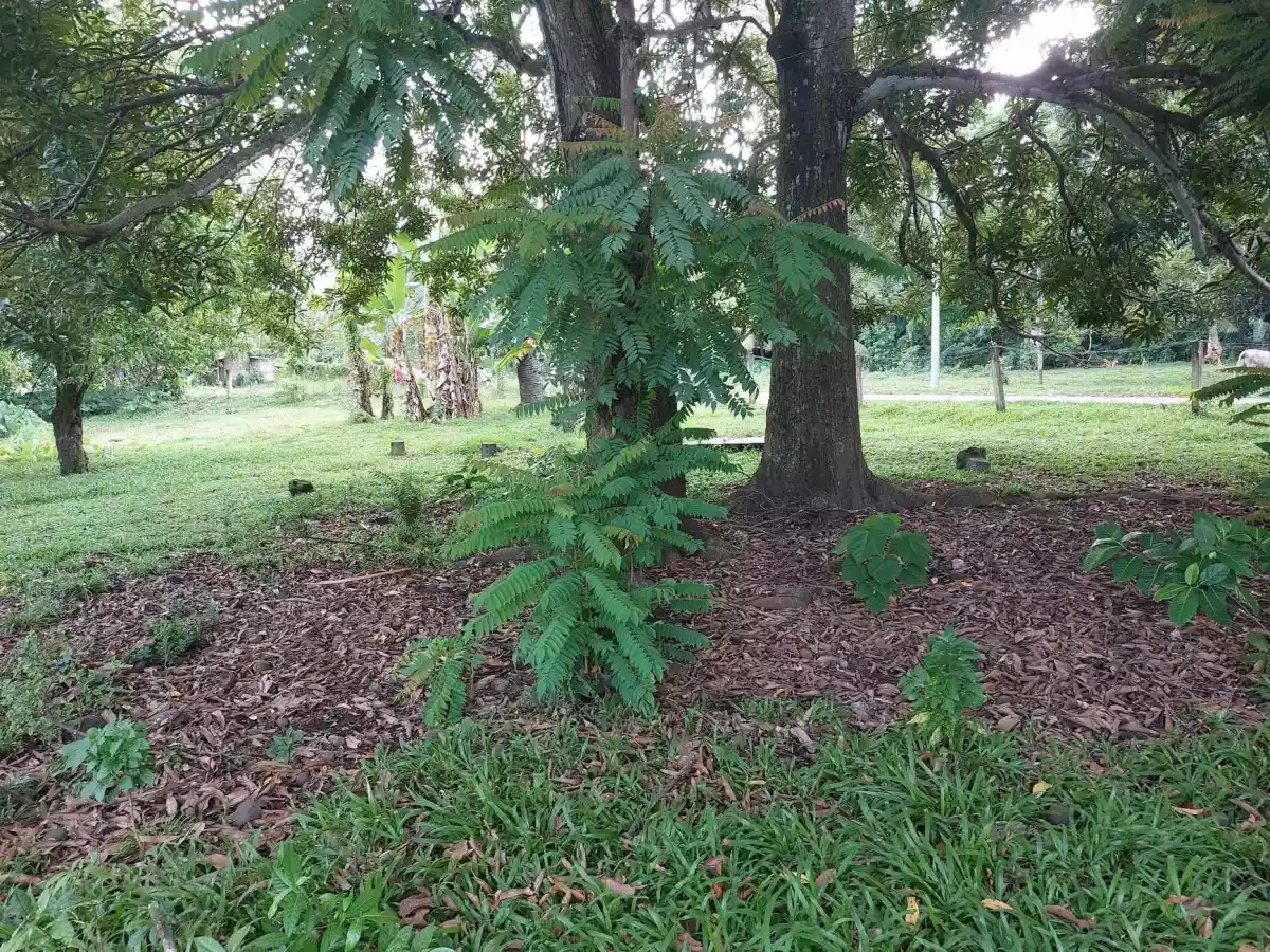 LOT FOR SALE - photo 4