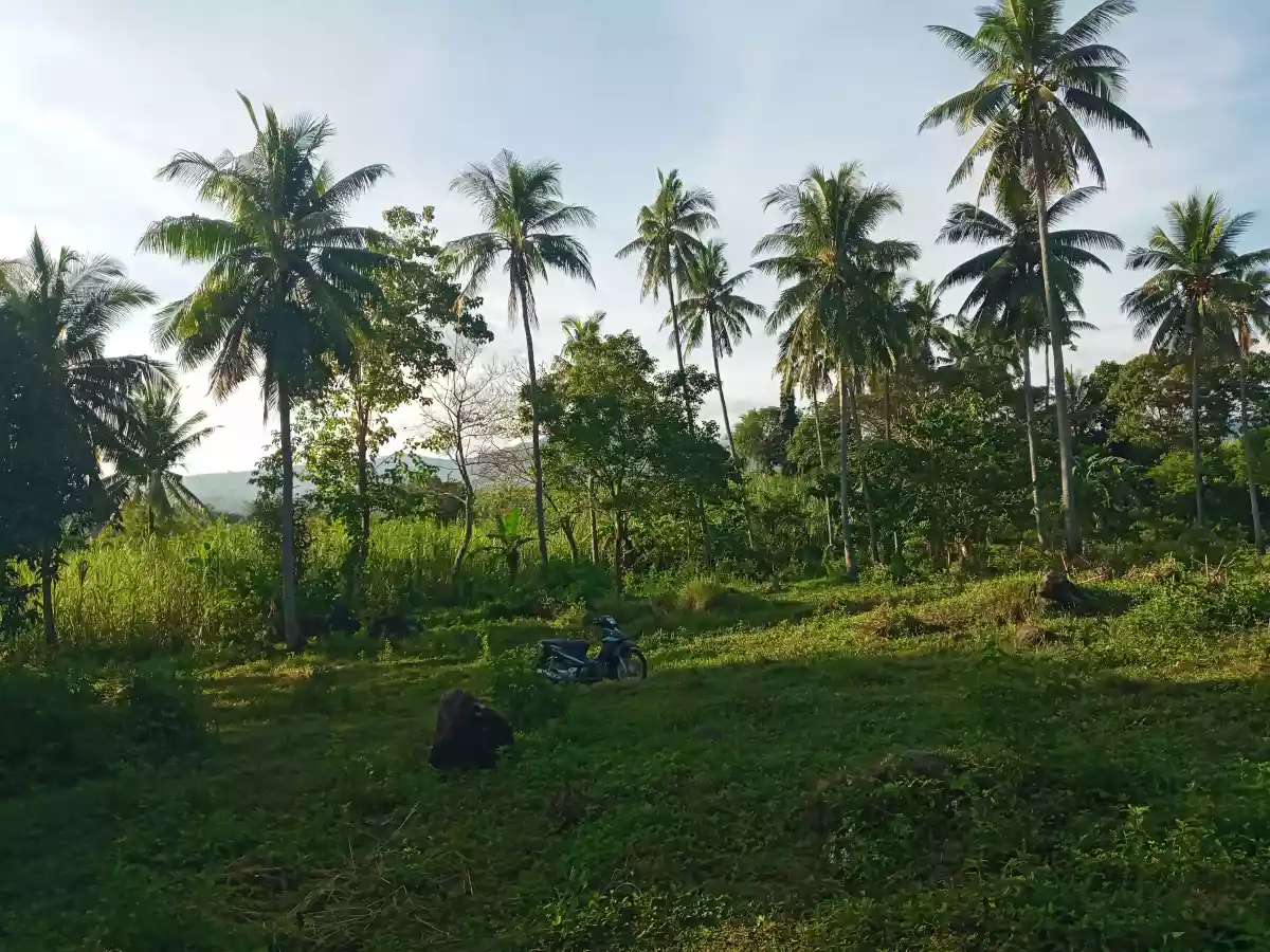 2.3 Hectares Agricultural Lot for Sale - photo 3