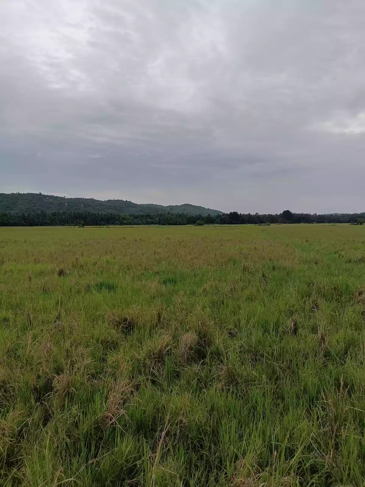 Rice Land For Sale located in Brgy. Kulawit Atimonan Quezon 6,257sqm  - photo 5