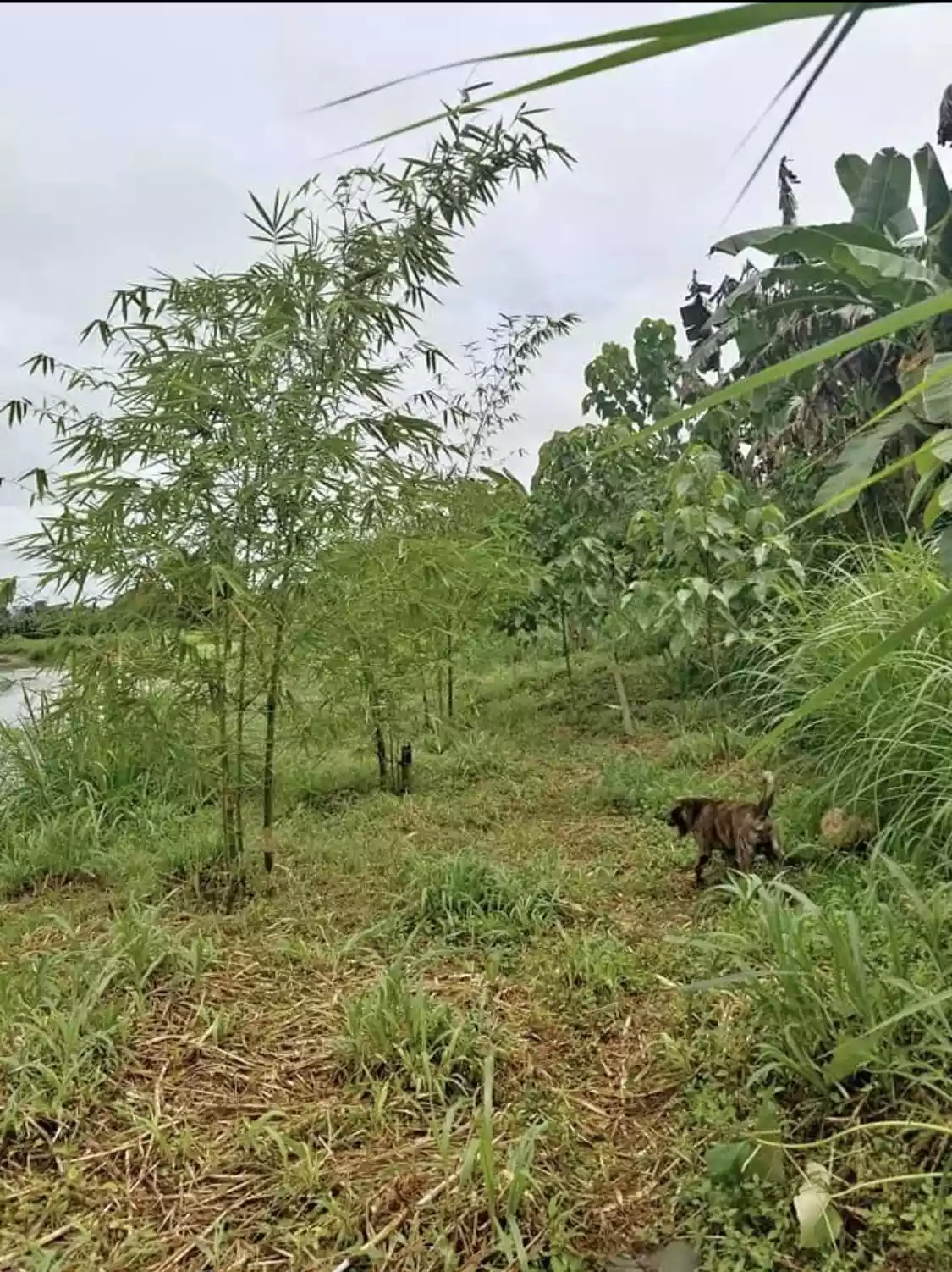 Balamban farmlot - photo 6