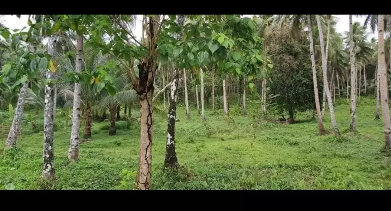 LOT BEACH FRONT FOR SALE IN PILAR, SIARGAO ISLANDS - photo 6