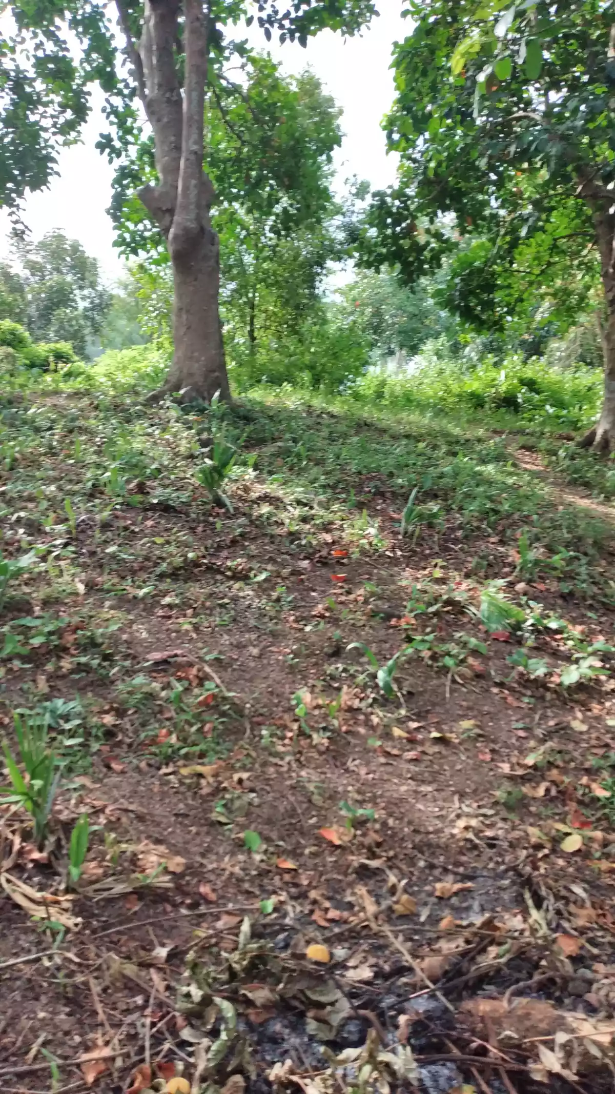 Residential Lot  Guadalupe Cebu City