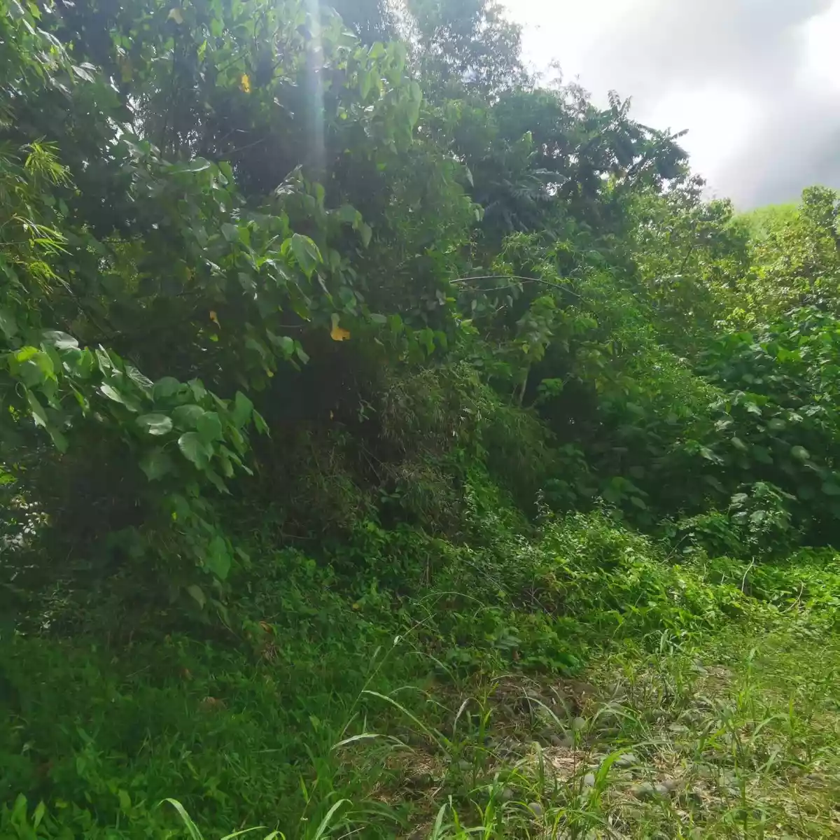 LOTS FOR SALE IN JANIUAY, ILOILO (with clean title each lot) — Residential Lot in Janiuay, Iloilo, Philippines — Photo 3