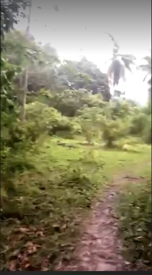 One Hectare Titled Farm Lot Rush Sale-Toledo - photo 3