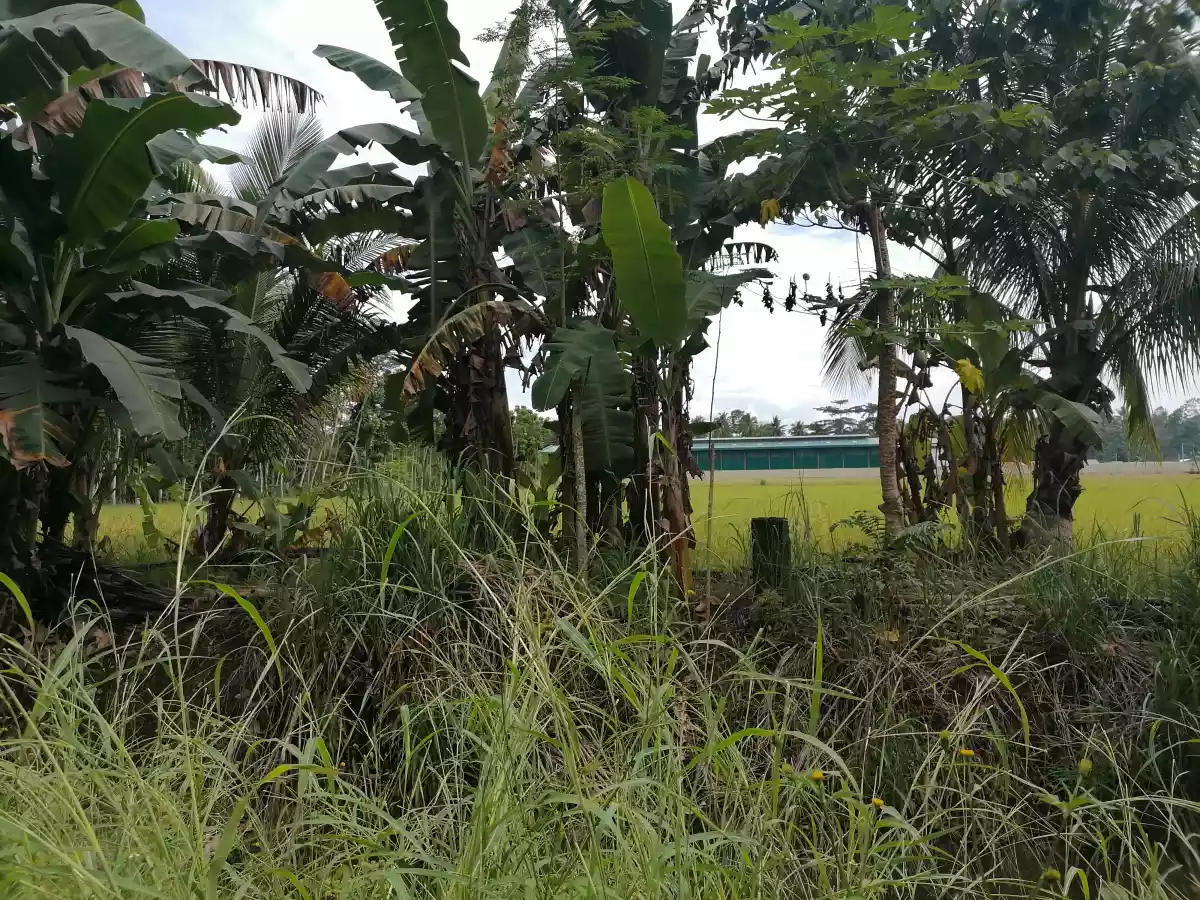 7272 ricefield land