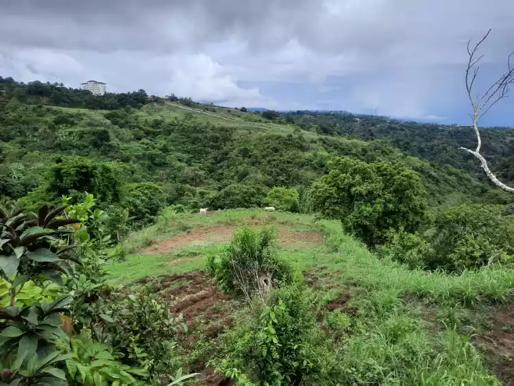 RUSH SALE 2 HECTARE LAND IN LEMERY BATANGAS OVERLOOKING TAAL LAKE! — Agricultural Lot in Diokno Highway, Lemery, Batangas — Photo 3