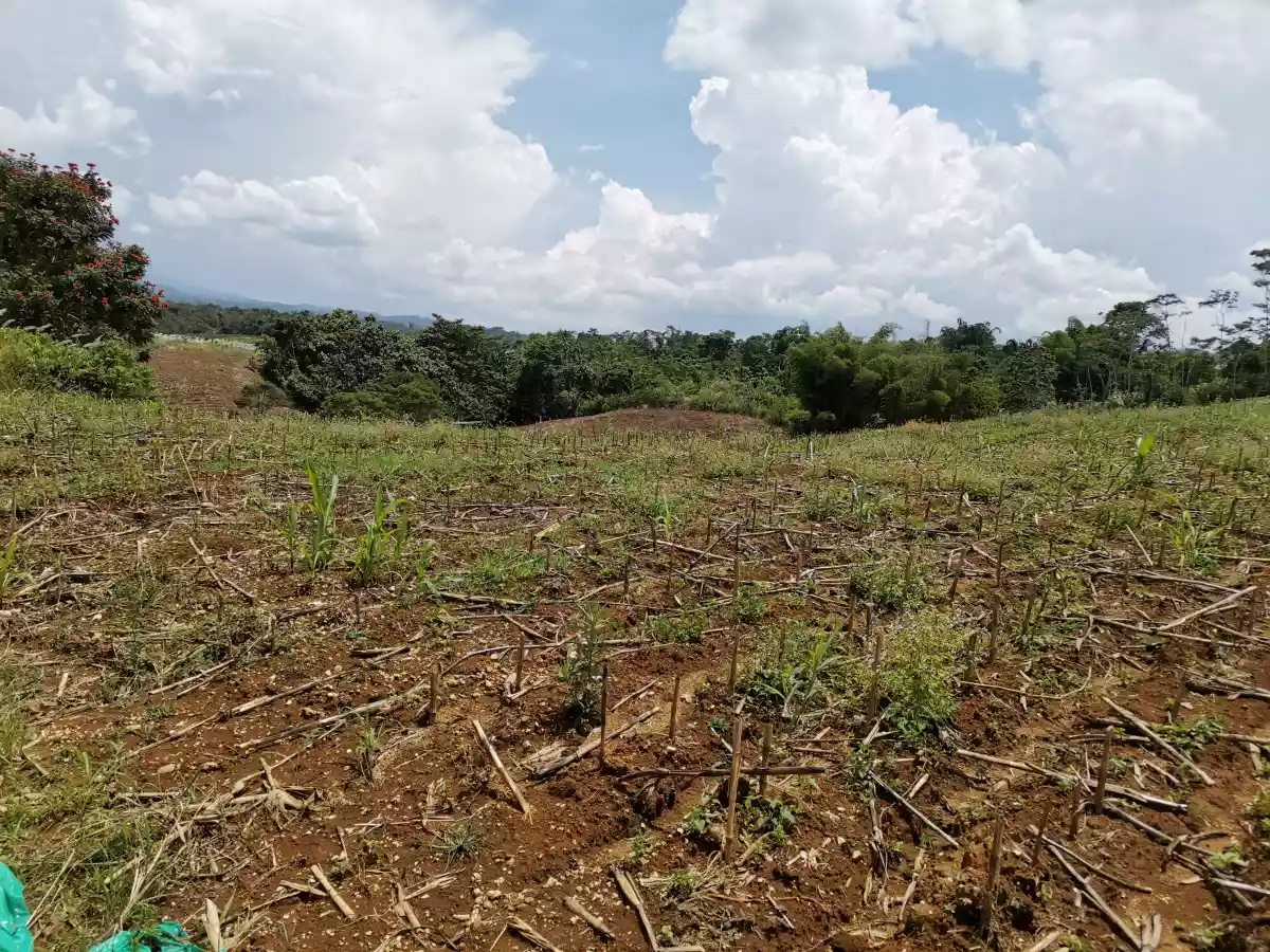 For Sale Raw Lot Beside provincial Road from Tagoloan -matibugao- Alae — Residential Lot in Bukidnon, Philippines — Photo 3