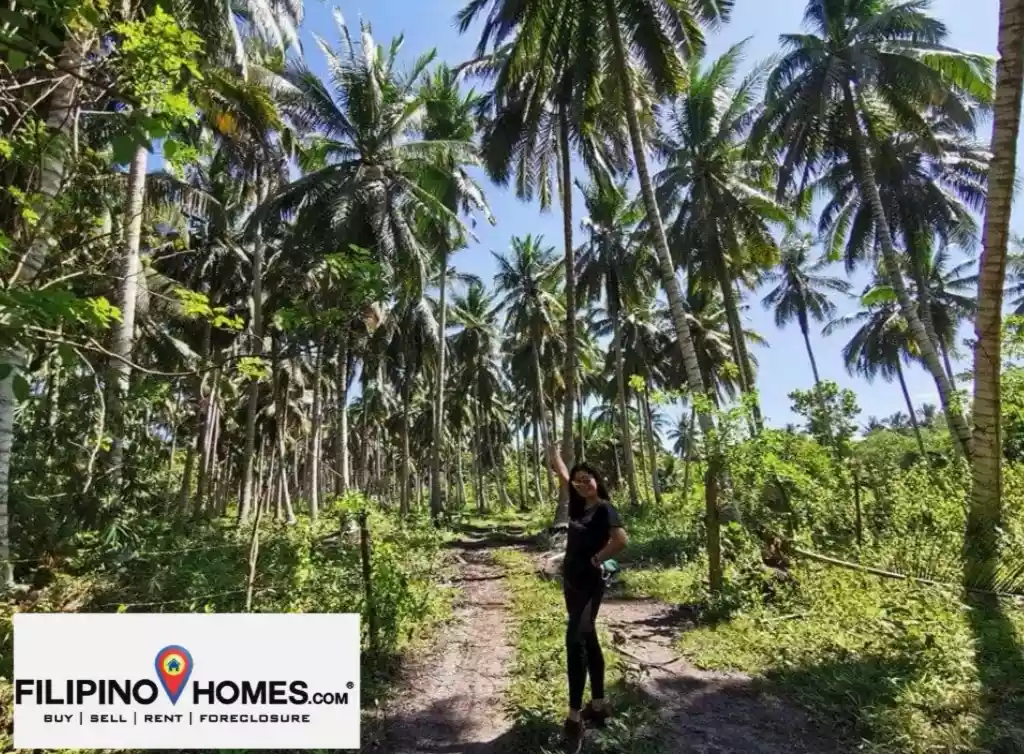 1.2 Hectares Coconut Farm For Sale! — Agricultural Lot in General Santos City, South Cotabato, Philippines — Photo 2