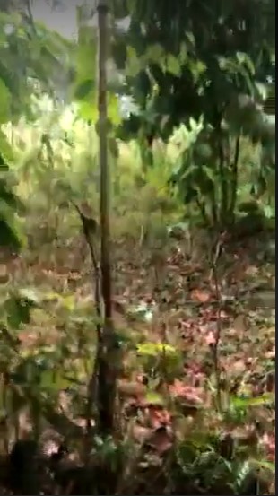 One Hectare Titled Farm Lot Rush Sale-Toledo - photo 4