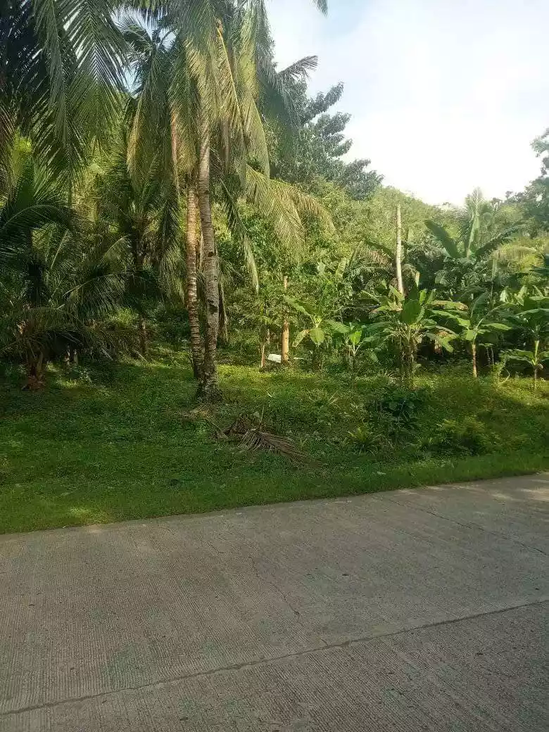 LOT FOR SALE IN IPO, CANDABONG, ANDA, BOHOL - photo 6