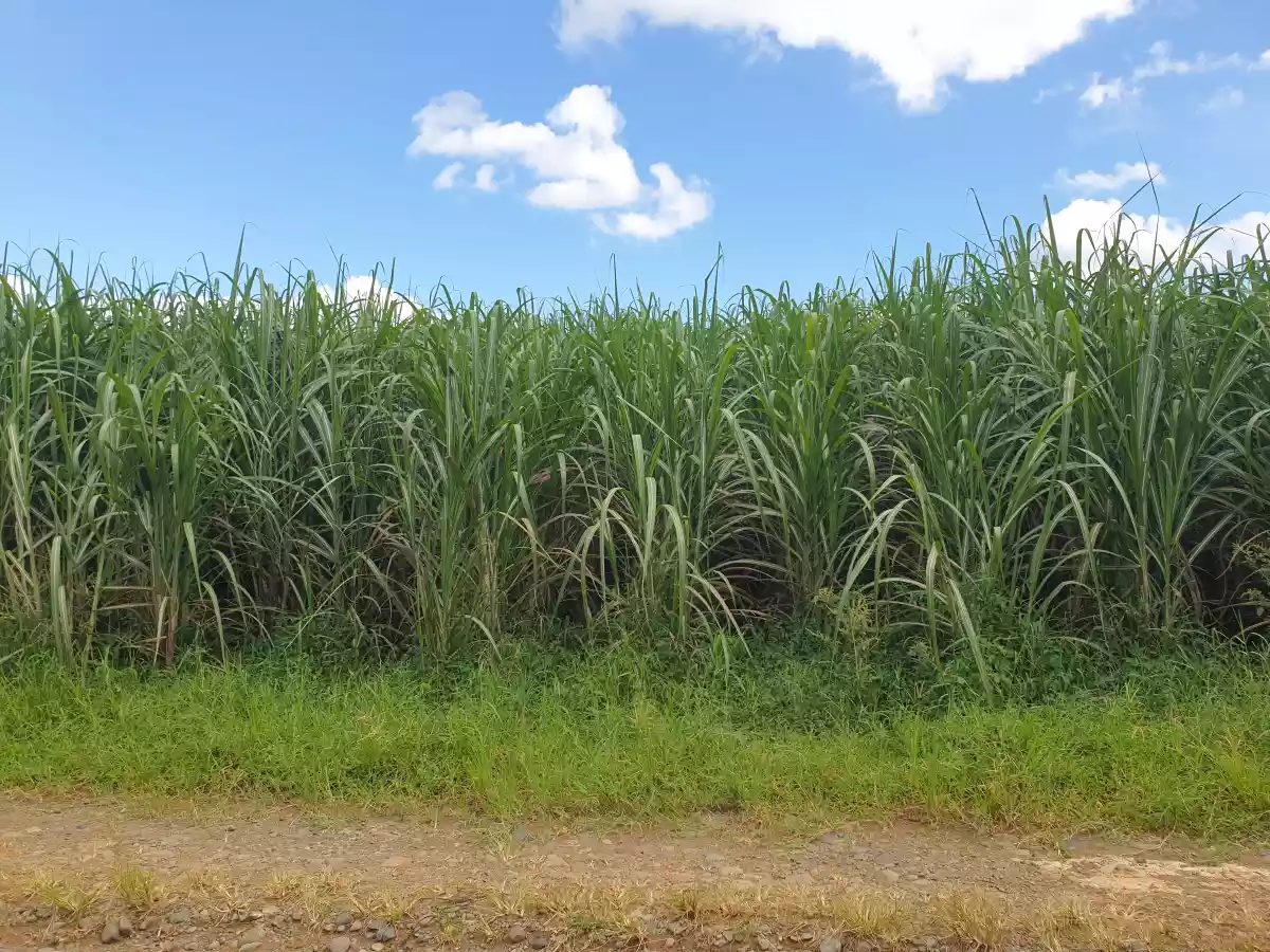 FARM LOT FOR SALE AT CASISANG MALAYBALAY CITY BUKIDNON — Agricultural Lot in Malaybalay, Bukidnon, Philippines — Photo 4