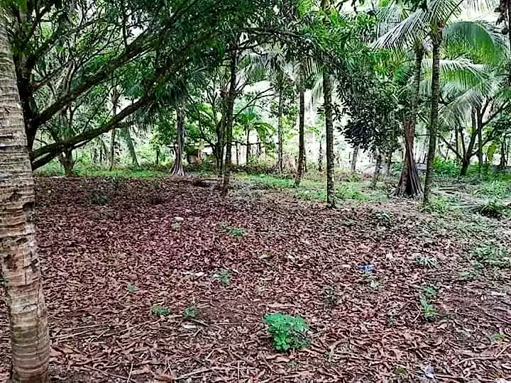 Farmlot - photo 4