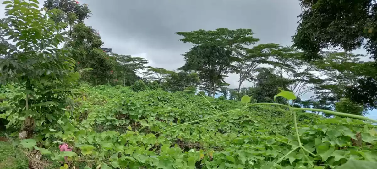 4.5 hectares Farm Lot for Sale in Kaatuan, Lantapan, Bukidnon — Agricultural Lot in Lantapan, Bukidnon, Philippines — Photo 3