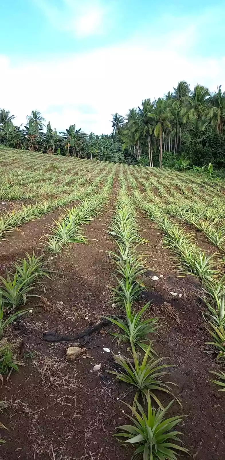 Calauag Quezon province Farmland  - photo 4