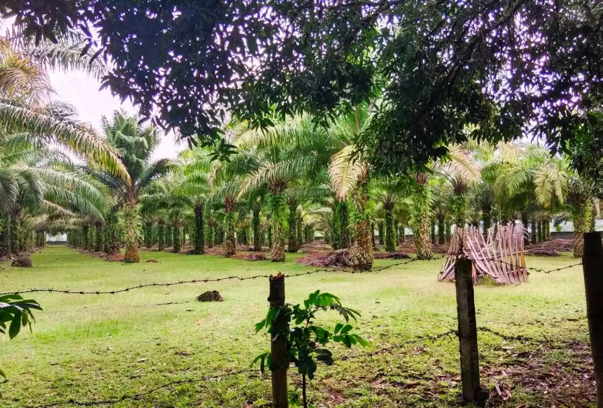Income generating 8 hectare Farm for sale! — Agricultural Lot in Surallah, South Cotabato, Philippines — Photo 5