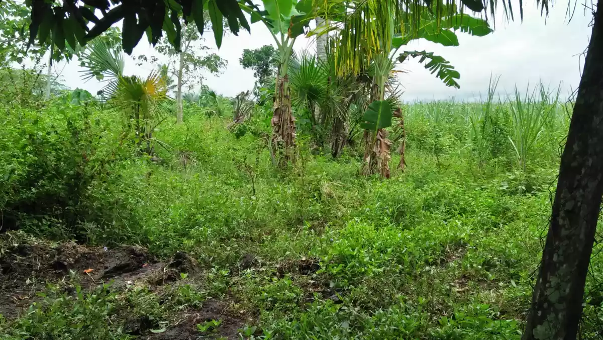 Agricultural Land in Bogo,  Cebu for Sale - photo 3