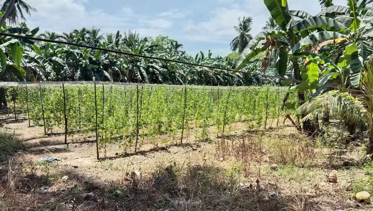 Lot for Sale - photo 2