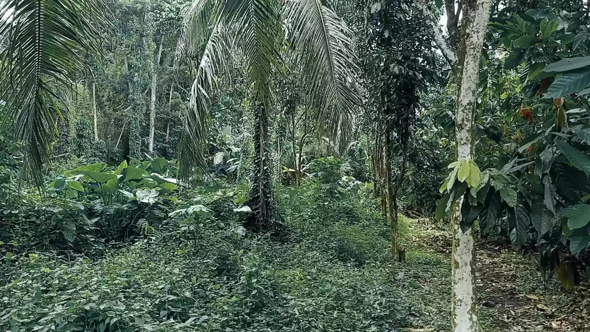 For Sale: LOT only near Malagos Garden Resort- Calinan, Davao City — Agricultural Lot in Calinan-Baguio-Cadalian Road, Davao City, Davao del Sur — Photo 3