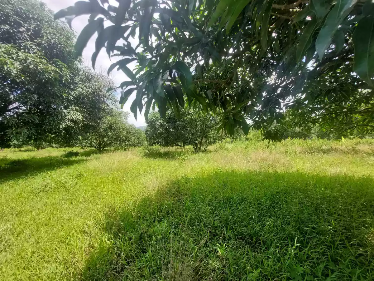 RJS LOT PROPERTY FOR SALE  - photo 6
