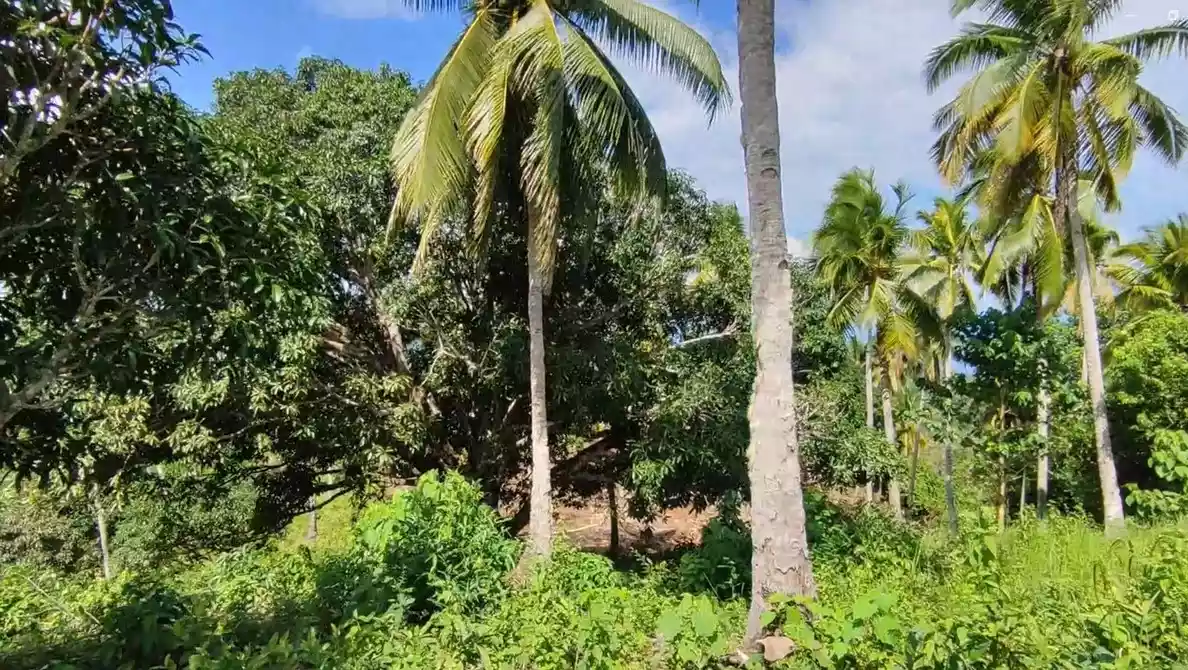 13 Hectares Overlooking Farm Property in Samal City — Agricultural Lot in Kaputian, Samal City, Davao del Norte — Photo 6