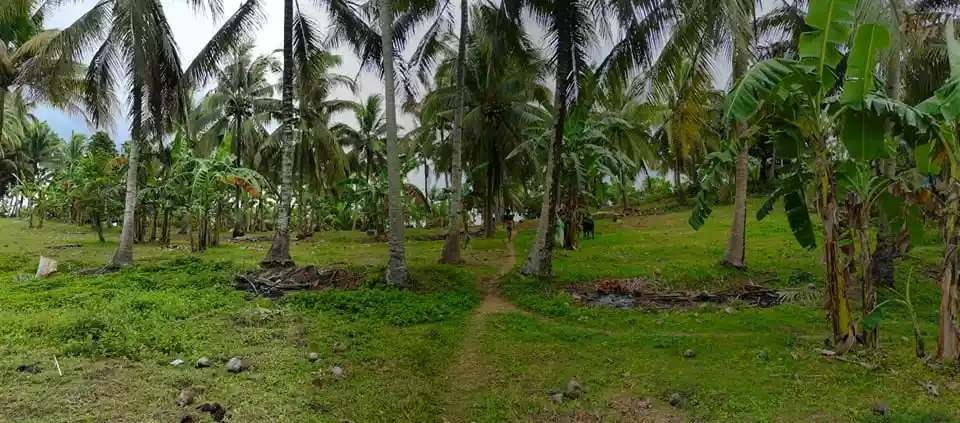Agricultural Lot For Sale — Agricultural Lot in Cebu, Philippines — Photo 3