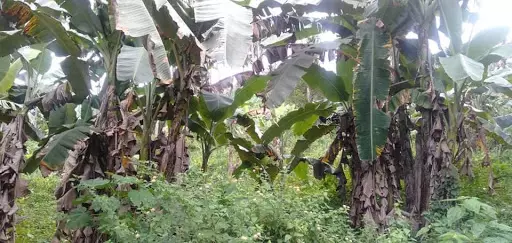 Farm lot for sale in Balamban — Agricultural Lot in Balamban, Cebu, Philippines — Photo 5