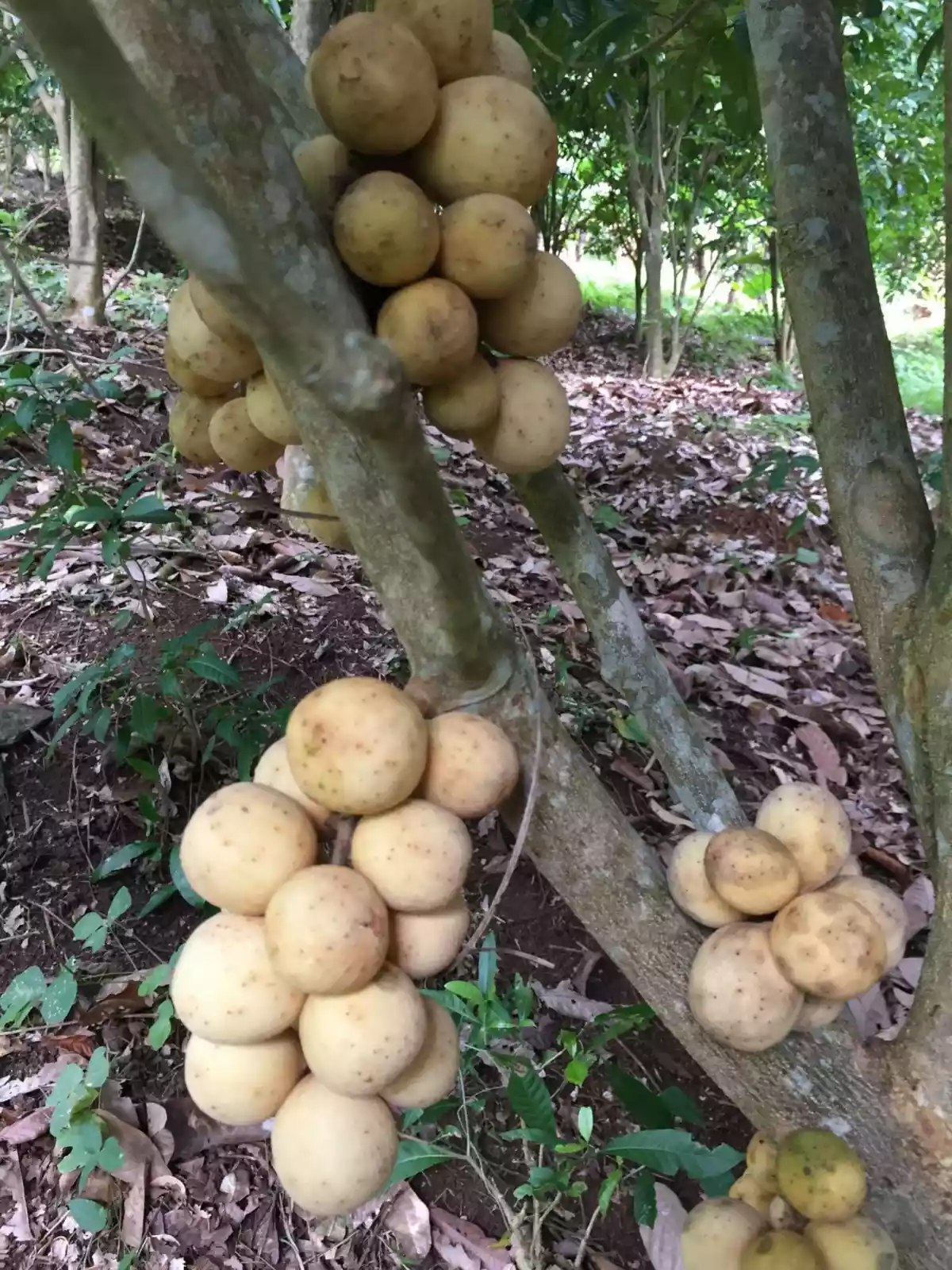Open photo 15 of 16 — Fruit Farm with Vacation House in Camiguin