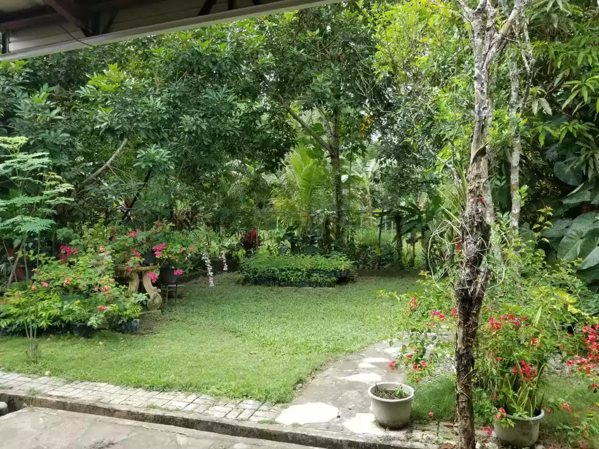 Two Hectares Farm Lot in Balamban, Cebu — Agricultural Lot in Immaculada Riverside, Nangka, Balamban — Photo 4