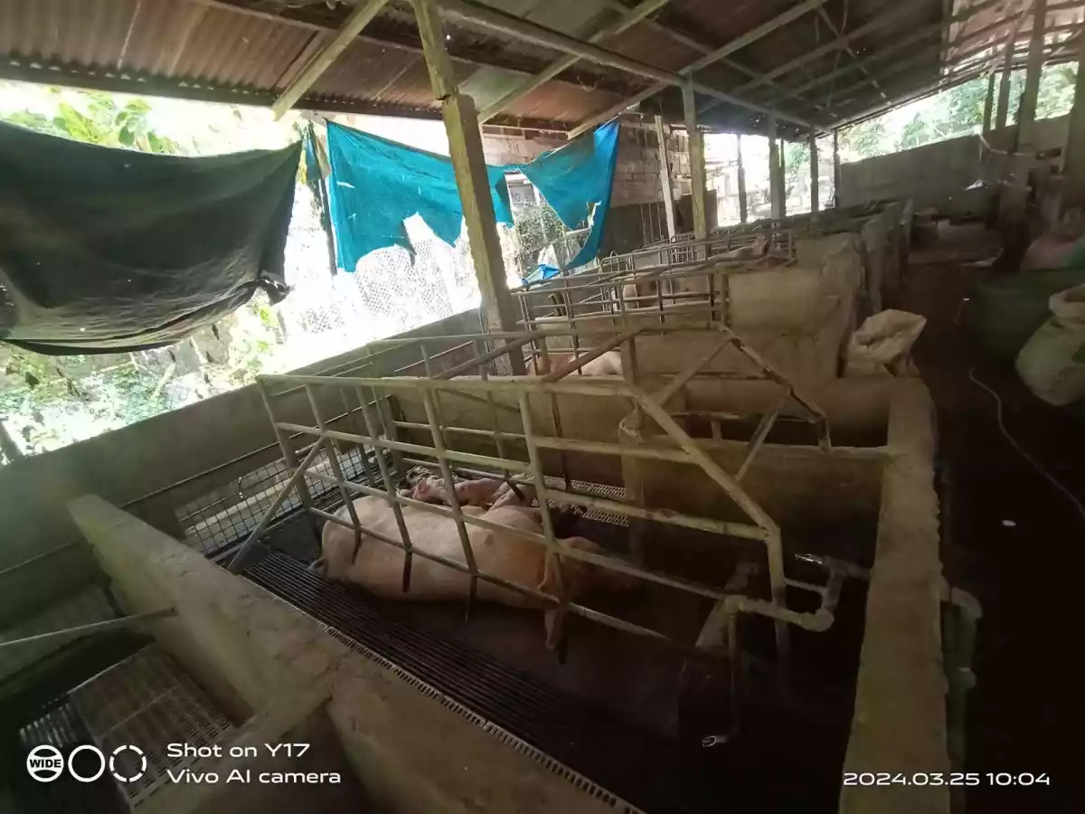 Open photo 13 of 21 — 1 HECTARE FOR SALE IN POLOMOLOK