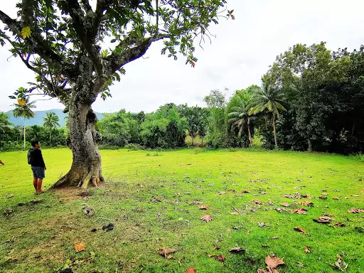 Farmlot for Sale - Carcar 400/sq.m — Agricultural Lot in Carcar City, Cebu, Philippines — Photo 2