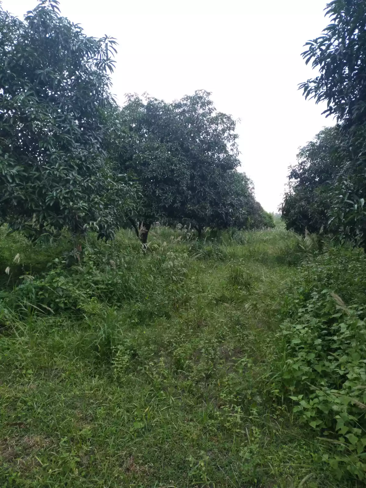 MANGO FARM Gensan area  - photo 5