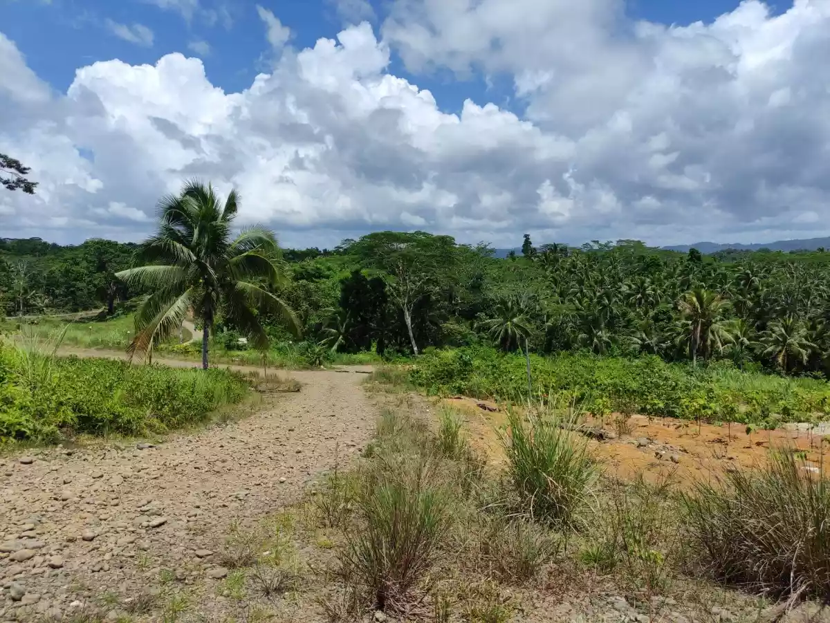 Booming Uptown Luha, San Jose, Tandag City  (Lot Area For Sale) — Agricultural Lot in San Jose Tandag City, Unnamed Road, Tandag — Photo 4