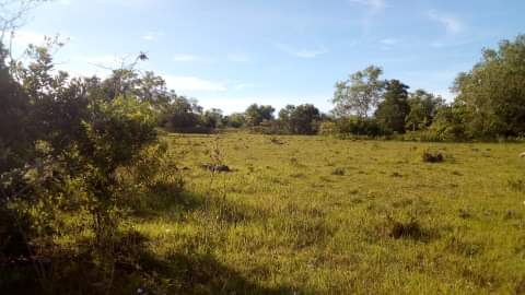 LOT FOR SALE - PANGLAO, BOHOL - photo 2