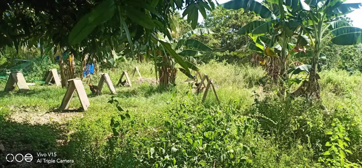 Open photo 12 of 13 — FARM LOT FOR SALE IN DALAGUETE, CEBU