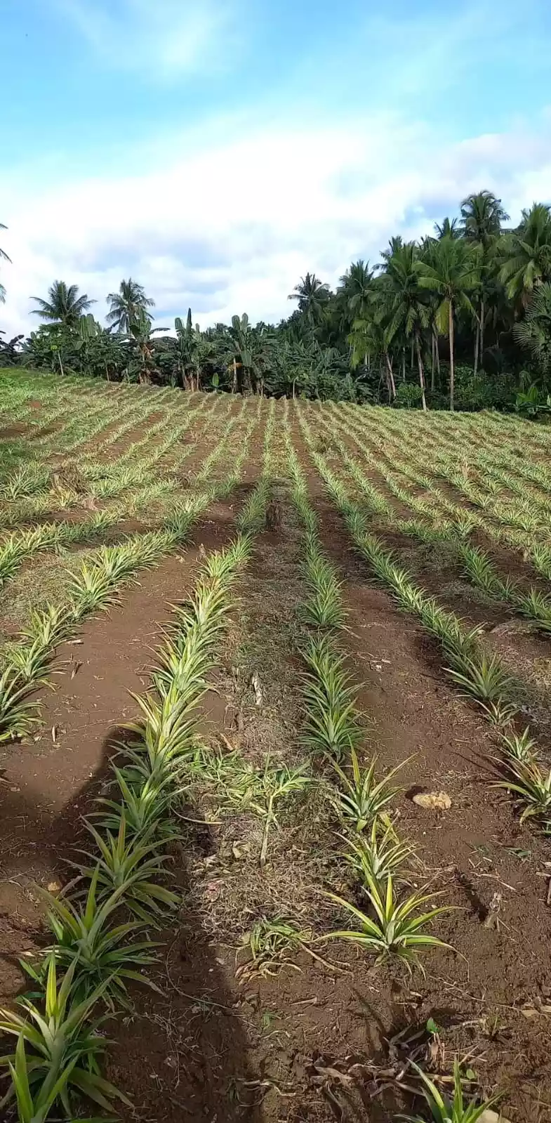 Calauag Quezon province Farmland  - photo 5