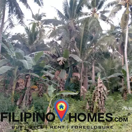 Coconut farm — Agricultural Lot in Butuan City, Agusan Del Norte, Philippines — Photo 2