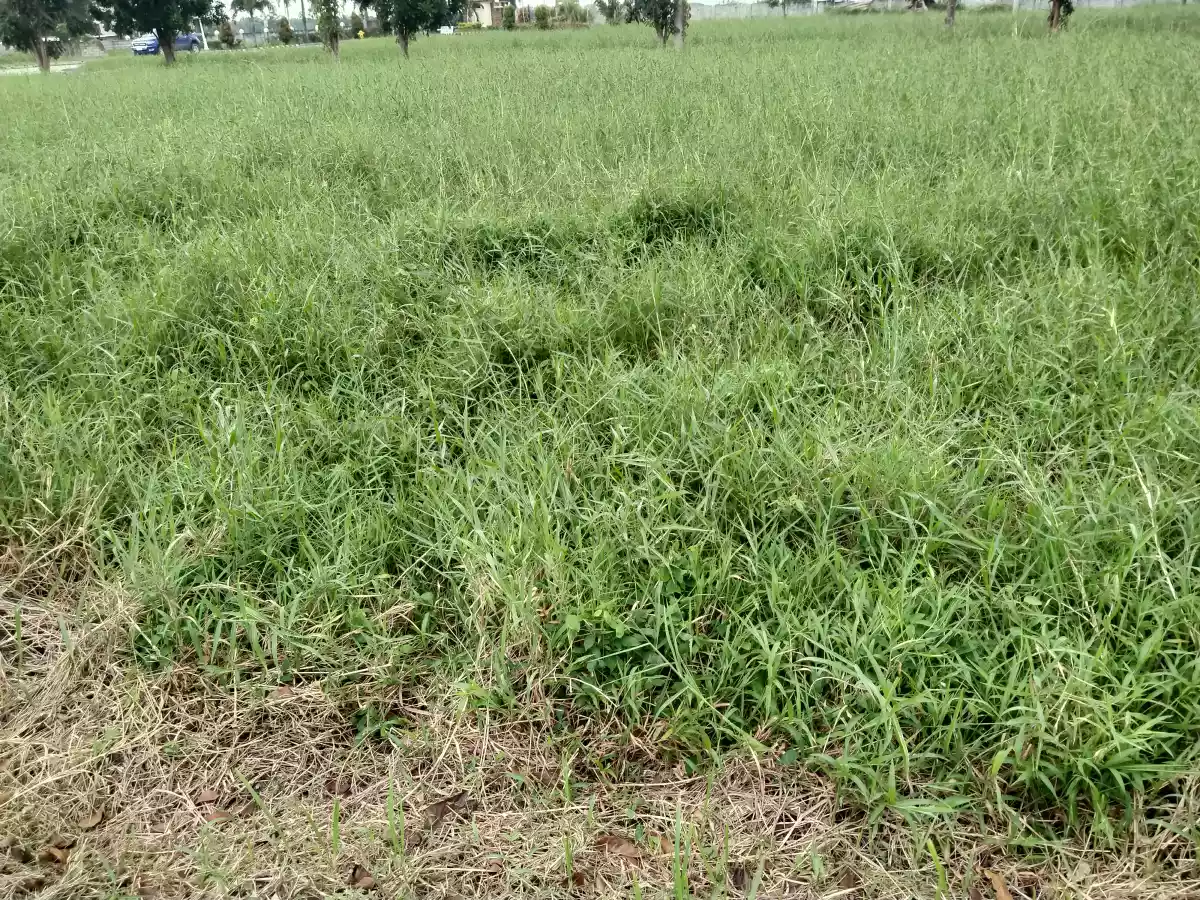 Centro Verde 153 sqm Residential Lot Near Entrance - photo 3