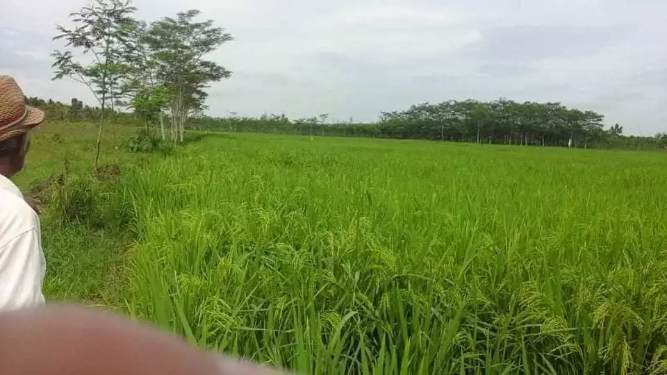 Agricultural Lot - photo 6