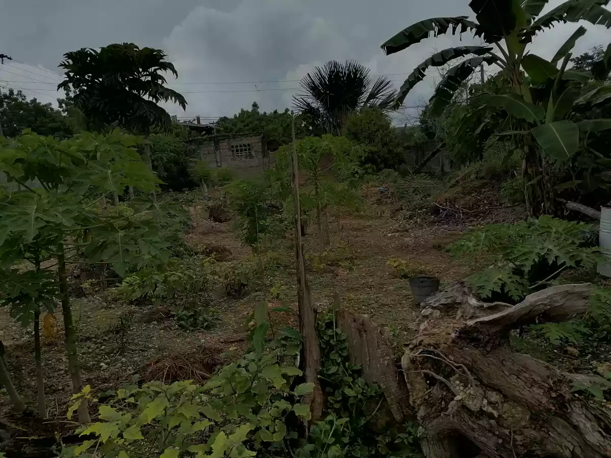 Residential /Agricultural land for sale — Agricultural Lot in Cebu, Philippines — Photo 4