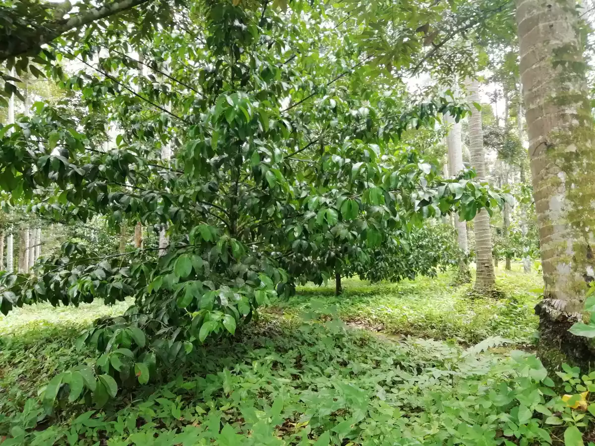 FARM LOT FOR SALE IN DAVAO CITY - photo 7
