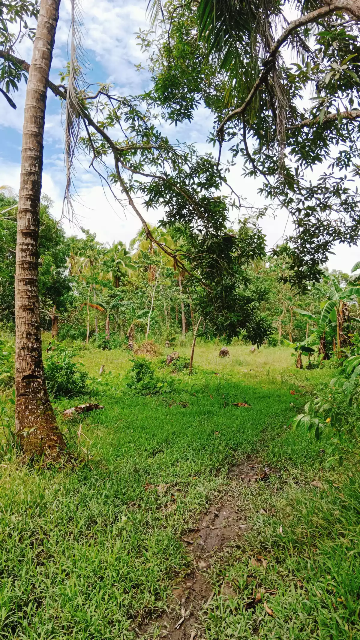 Residential/Agricultural Land along the road — Agricultural Lot in Cabadbaran City, Agusan Del Norte, Philippines — Photo 6