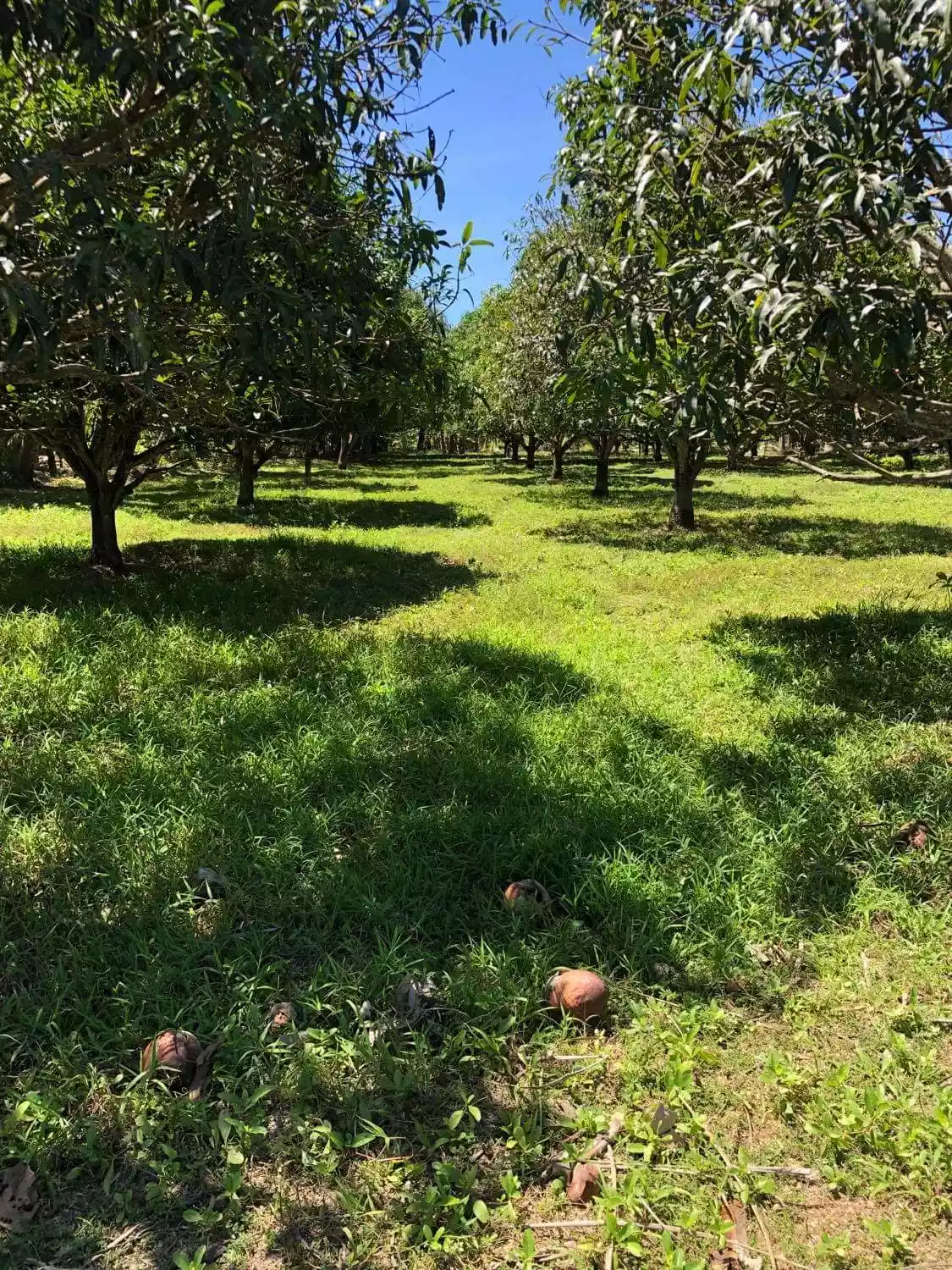 LOT FOR LEASE! - photo 4