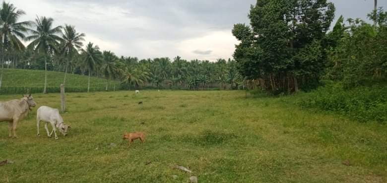 Titled property barangay Magsaysay, polomolok - photo 4