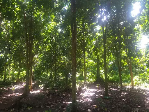 Farm/Residential Lot For Sale — Agricultural Lot in Maguindanaoan Ln, Tugbok, Davao City — Photo 6