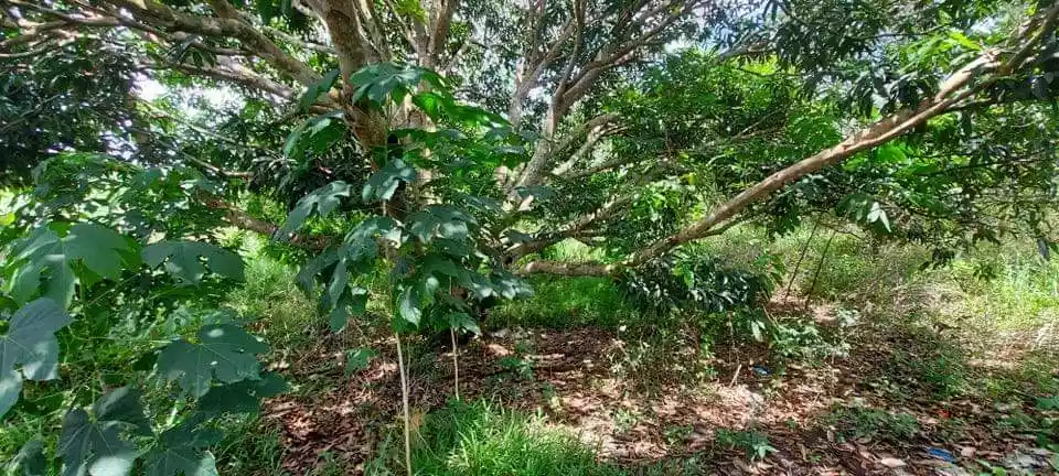 Domolok Alabel mango farm - photo 6