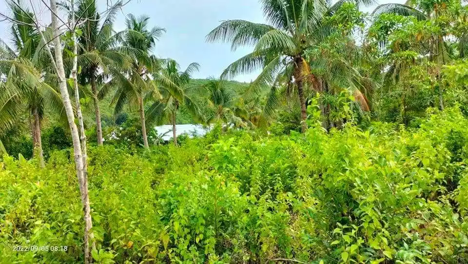 Tuburan Agricultural Lot for sale! — Agricultural Lot in Tuburan, Cebu, Philippines — Photo 2