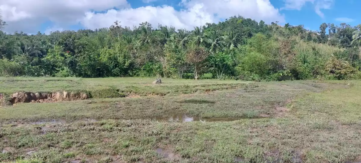 Agri Land for Sale - photo 3