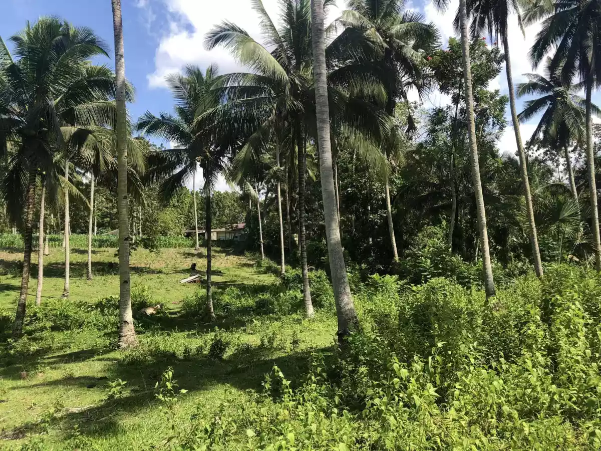 For Sale Agricultural Lot in Pualas, Tubod for farm investors