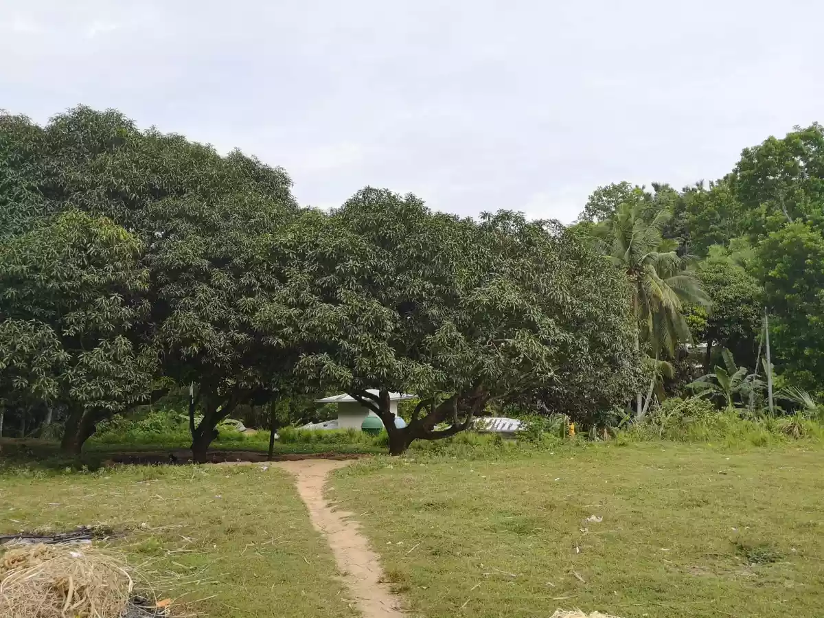 AGRICULTURAL /RESIDENTIAL LOT FOR SALE  - photo 3