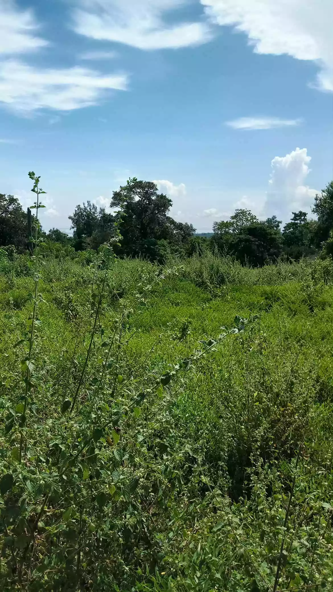 Lot For Sale — Agricultural Lot in Sibulan, Oriental Negros, Philippines — Photo 2